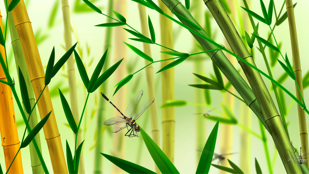 4K高清壁纸下载，植物昆虫自然竹蜻蜓1920x1080背景图片