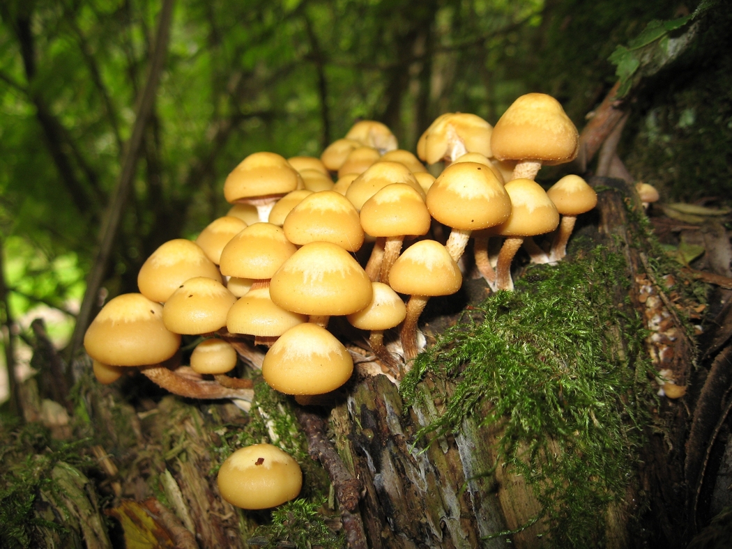 4K高清森林蘑菇茁壮成长风景壁纸 2816x2112 下载