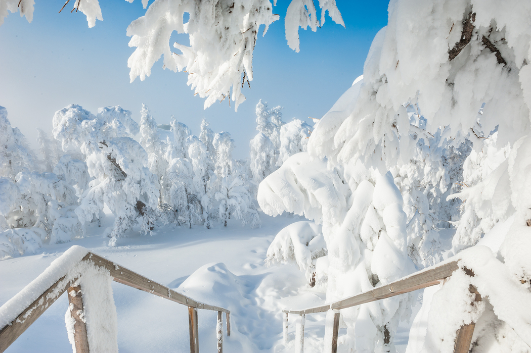 冬日雪景，4K高清自然风景图片，大树覆厚雪，壁纸2000x1331下载