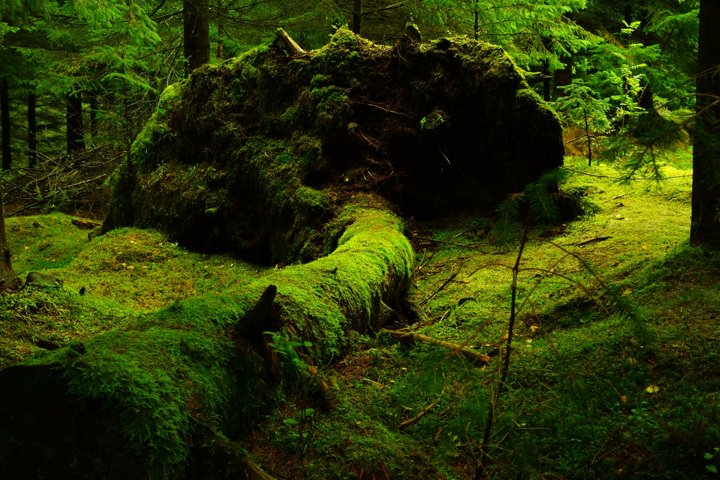 4K高清树苔藓自然风景图片及壁纸 3000x2000 下载