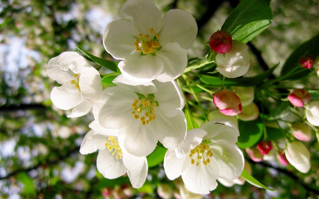 4K高清苹果树白花风景壁纸 1920x1200 下载