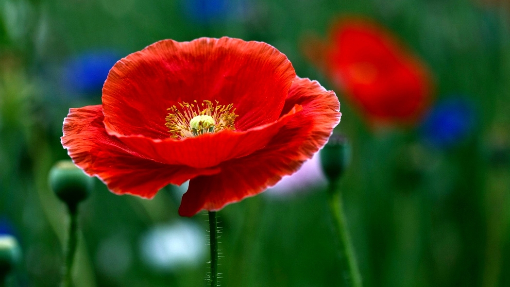 红色花瓣配绿色植物，4K高清风景壁纸1920x1080下载