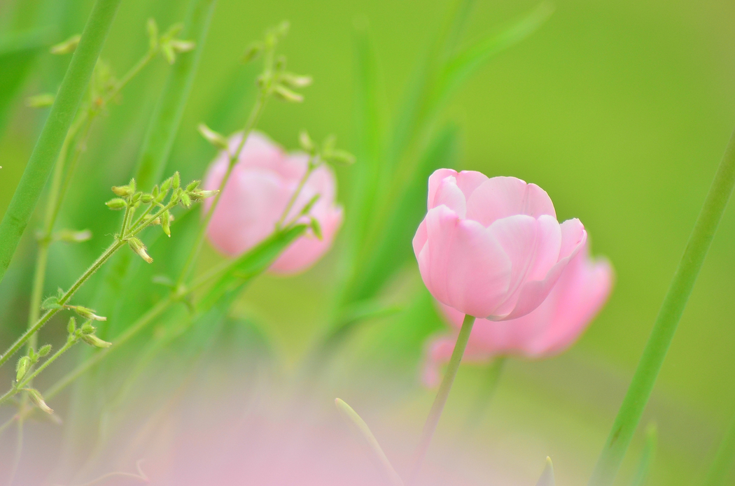 绿色植物与粉红郁金香4K高清风景壁纸，2048x1356分辨率下载