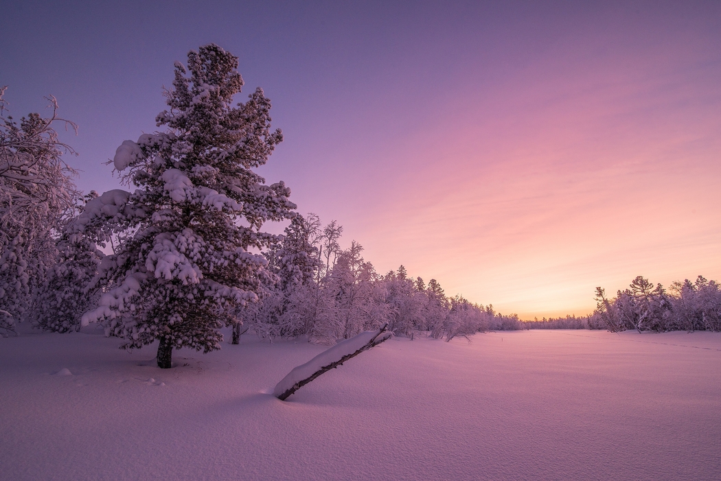 4K高清壁纸下载，冬日雪景、树木与天空绝美风景 2560x1709