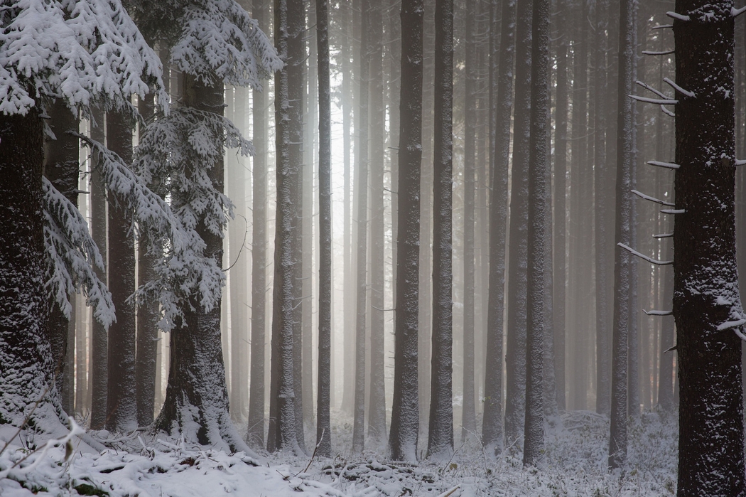 4K高清森林雪景壁纸 1920x1279 下载