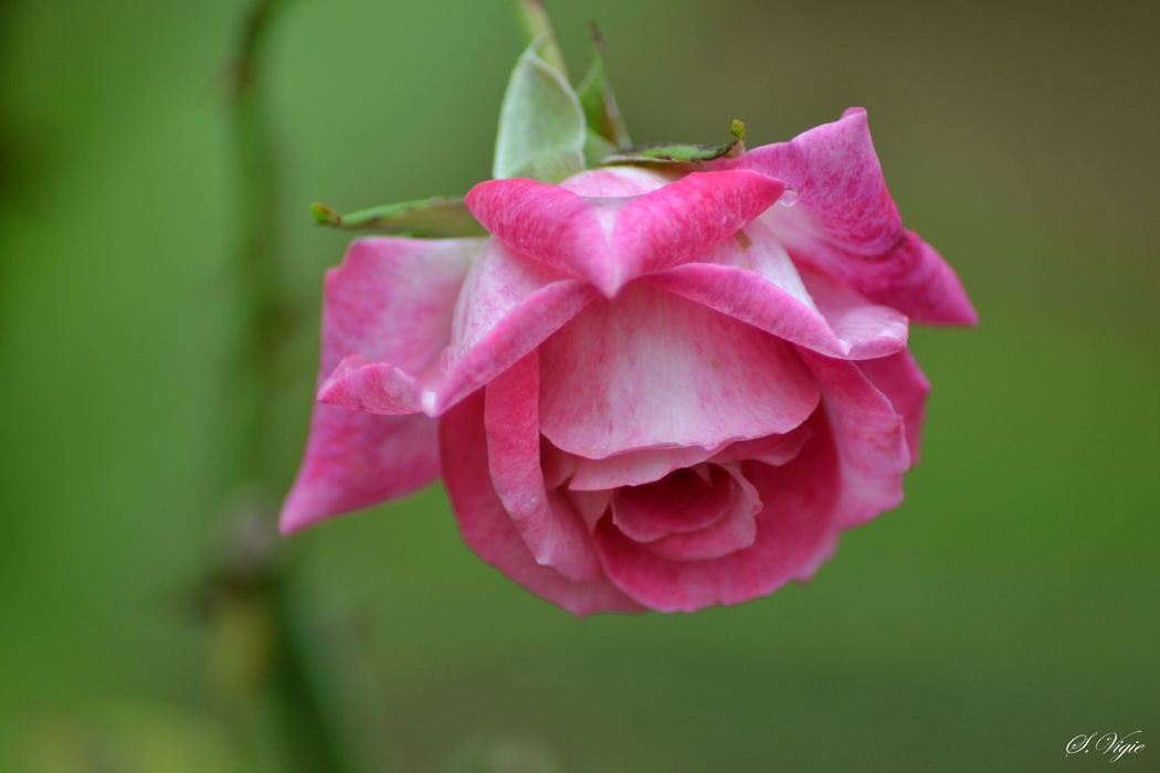 玫瑰粉红花瓣4K高清风景壁纸，2560x1707分辨率，精美图片下载