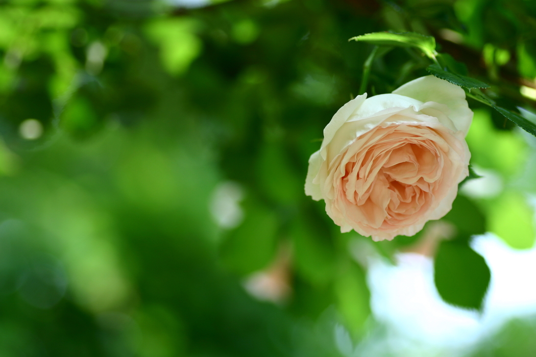 4K高清玫瑰花绿色背景风景壁纸 3072x2048 下载