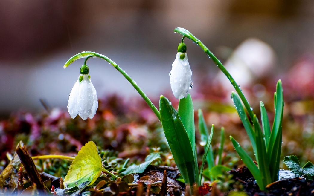 雪花莲4K高清风景壁纸，2048x1280分辨率，免费下载