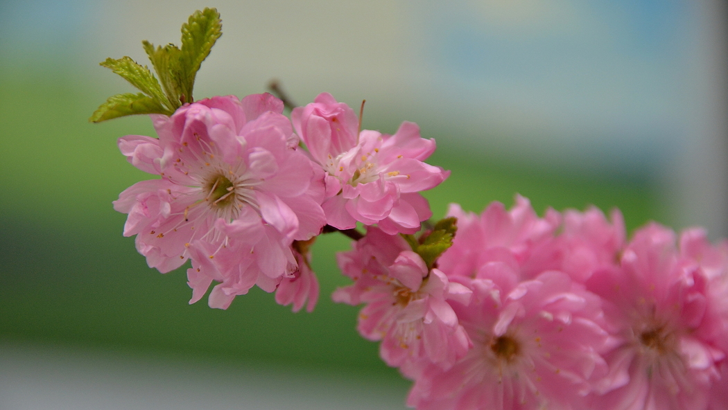 粉红色樱花4K高清风景壁纸，2556x1440分辨率下载