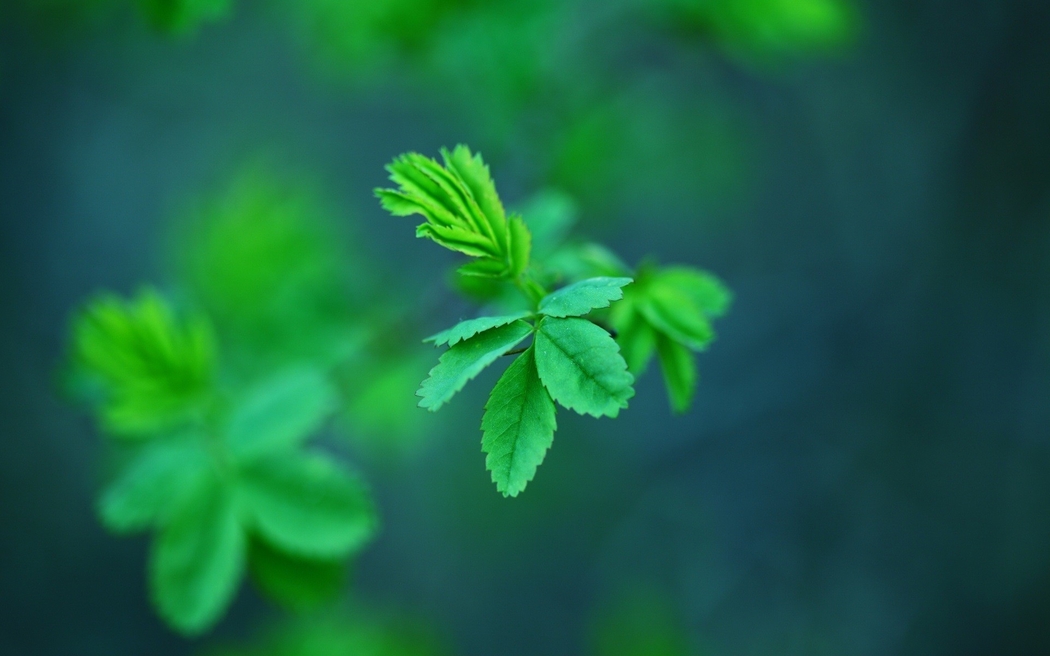 4K高清绿色植物叶子风景壁纸 1920x1200 下载