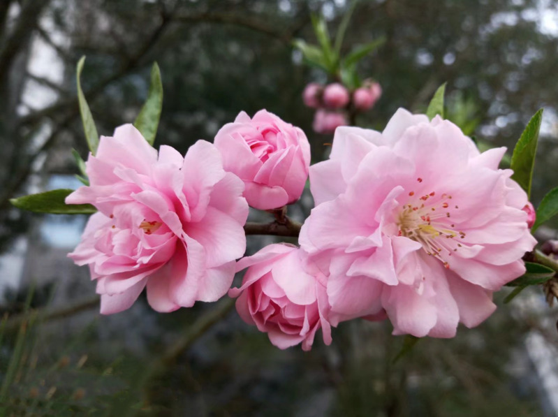 粉色多层碧桃花高清PNG透明背景摄影素材下载