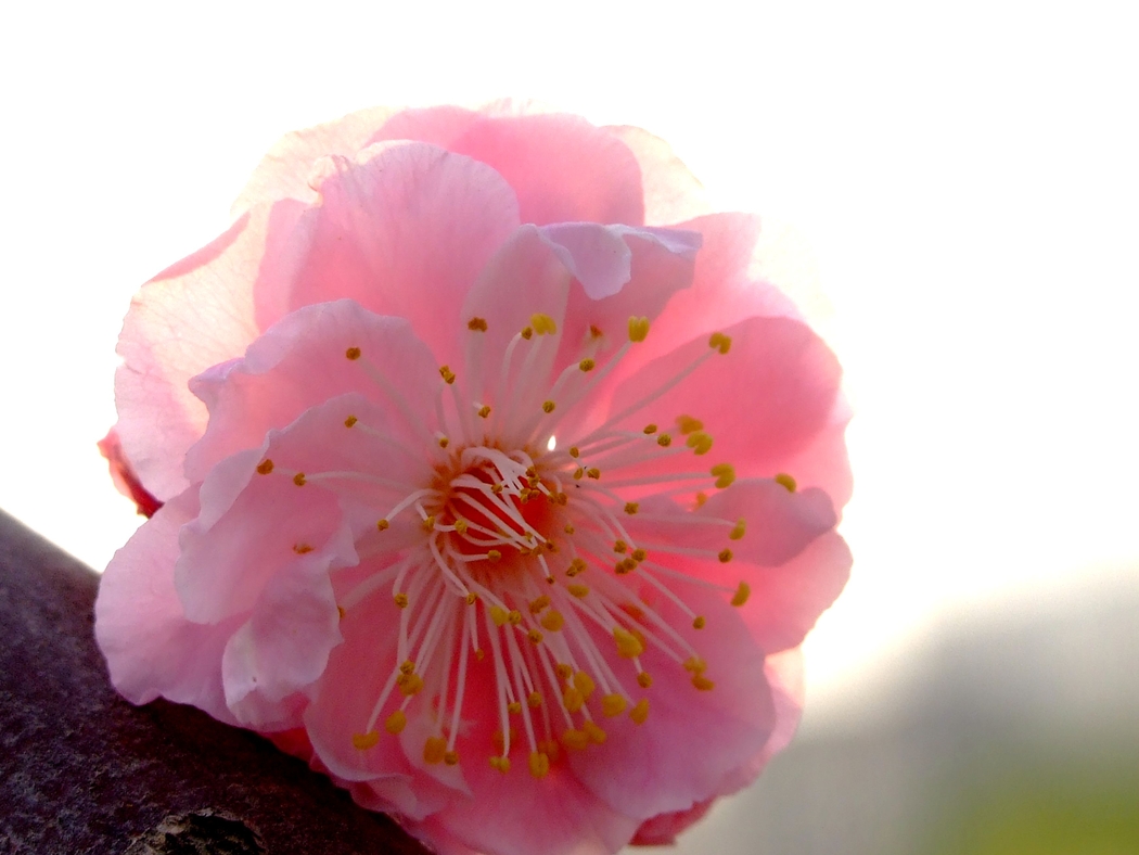 粉色梅花4K高清风景壁纸，3488x2616分辨率图片下载