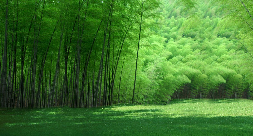 4K高清绿色竹林背景墙风景壁纸 1484x800 下载