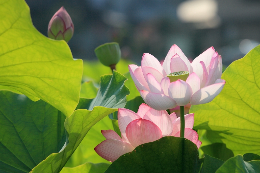 高清4K粉红色莲花风景壁纸 1920x1280 下载