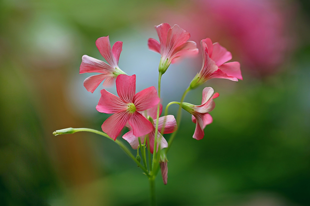 粉色花瓣4K高清风景壁纸，2048x1365分辨率下载