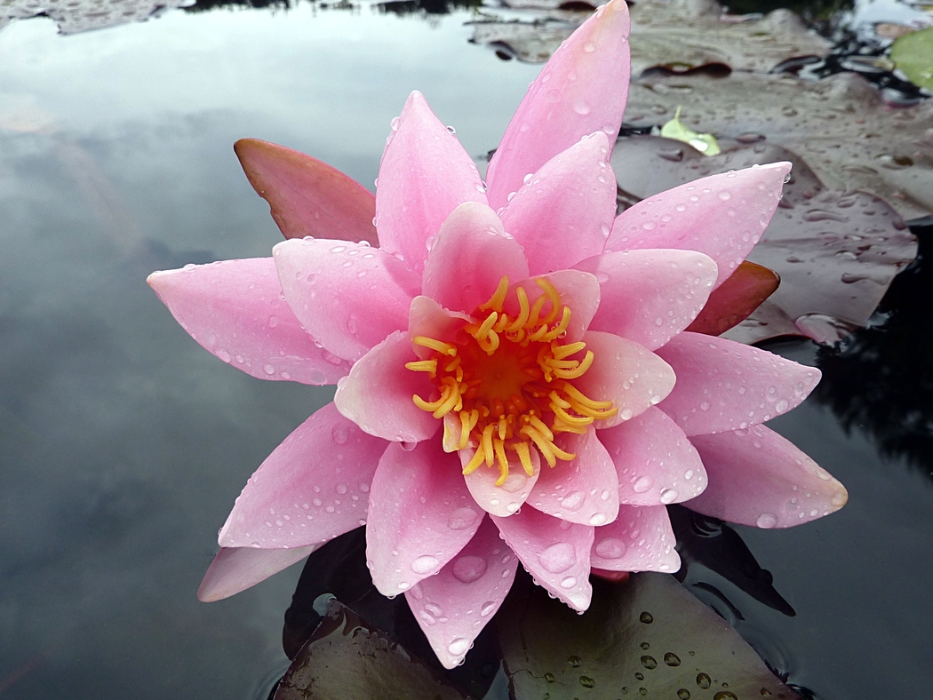 4K高清荷花水滴背景图片壁纸，3351x2514分辨率，免费下载