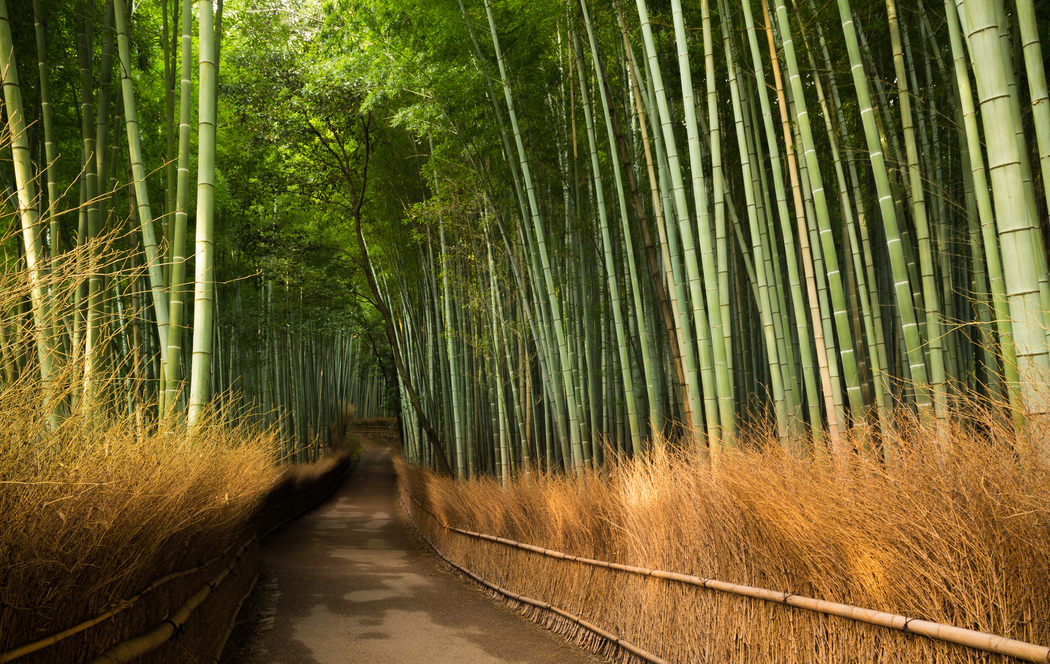 竹子道路与竹林风景 4K高清壁纸 2048x1295 下载