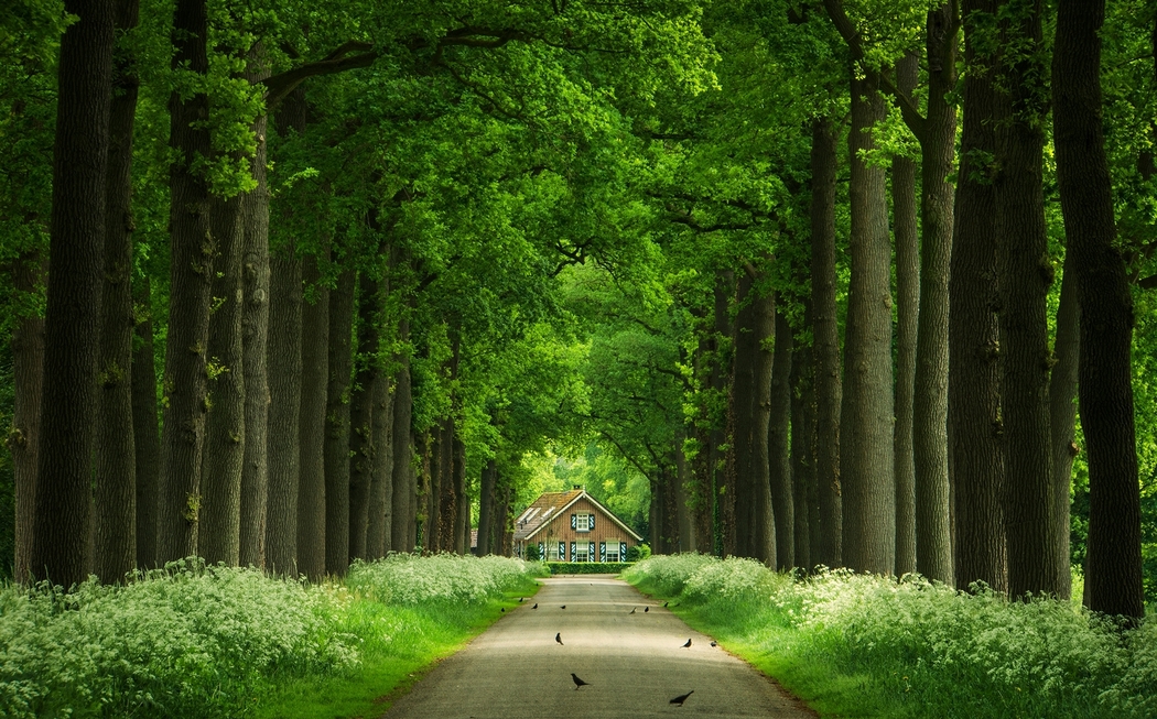 清晨林间小屋小巷路景，小鸟花草4K高清壁纸下载 2000x1244