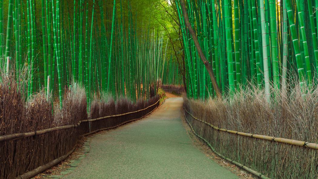 4K高清壁纸下载，竹林道路栅栏美景，分辨率2048x1152