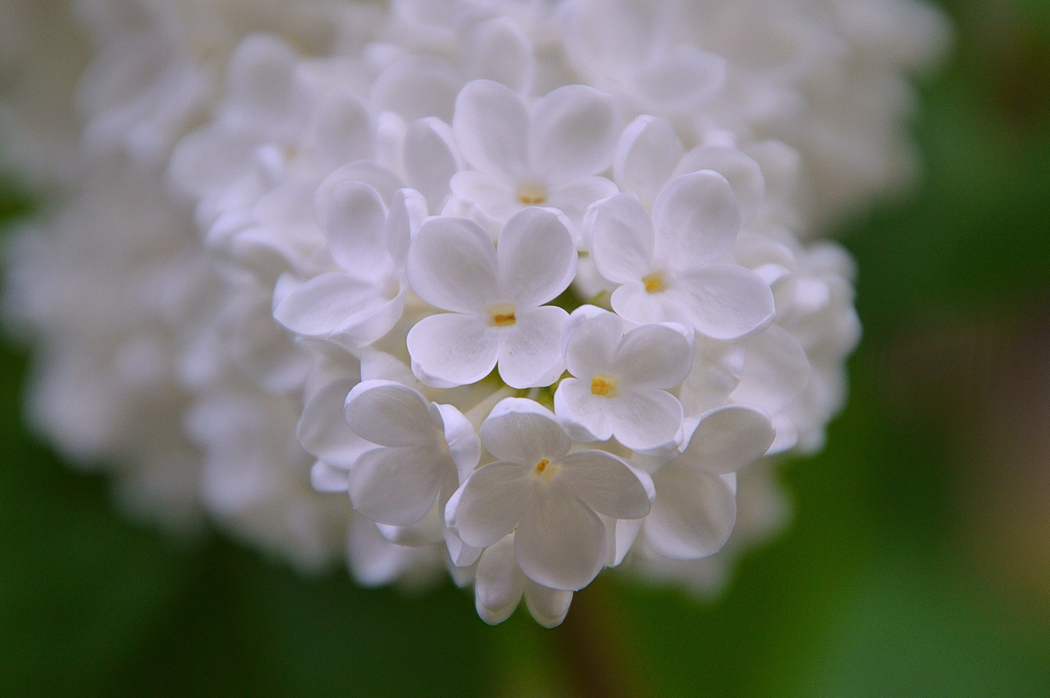 春日白花盛放 4K高清鲜花风景壁纸 2665x1772 下载