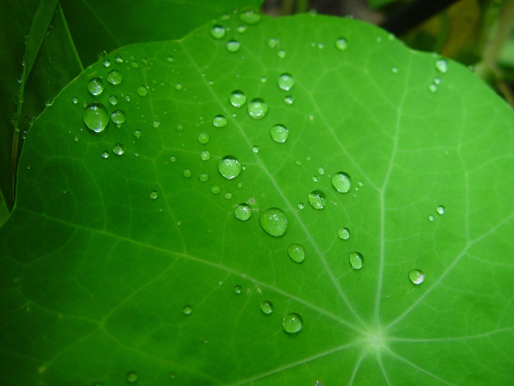 高清4K护眼壁纸，雨点露珠金莲花特写，绿色植物纹理背景 2560x1920 下载