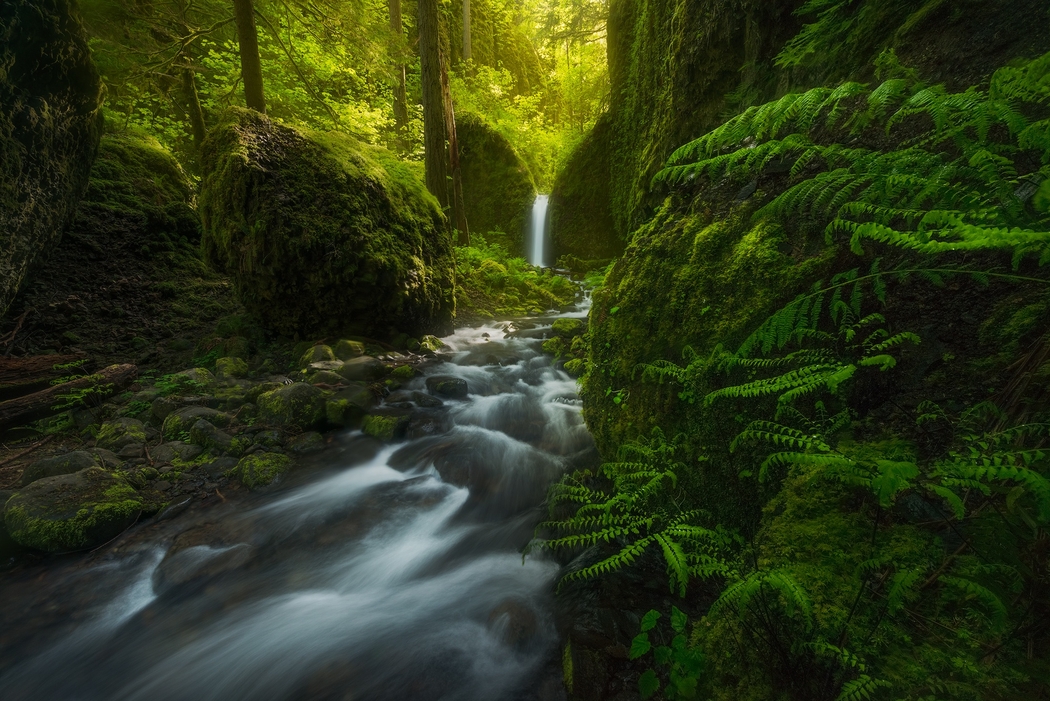 4K高清自然风景壁纸，森林、小溪与蕨类植物，2000x1335分辨率下载