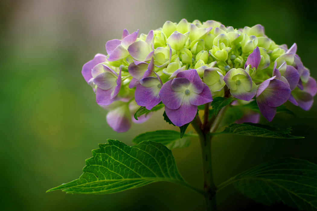 绣球花4K高清风景图片及3072x2048壁纸下载