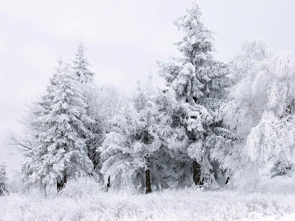 高清PNG透明背景被雪覆盖森林素材，风景摄影图片设计元素下载