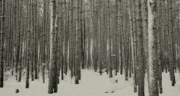 高清灰色雪地杨树林PNG透明背景摄影风景素材下载