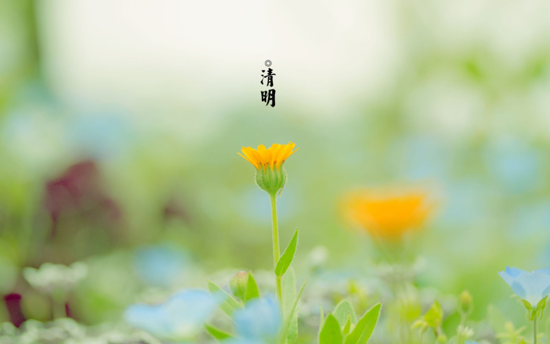 清明节四月春景青团海报背景，7张高清PNG透明图片素材下载