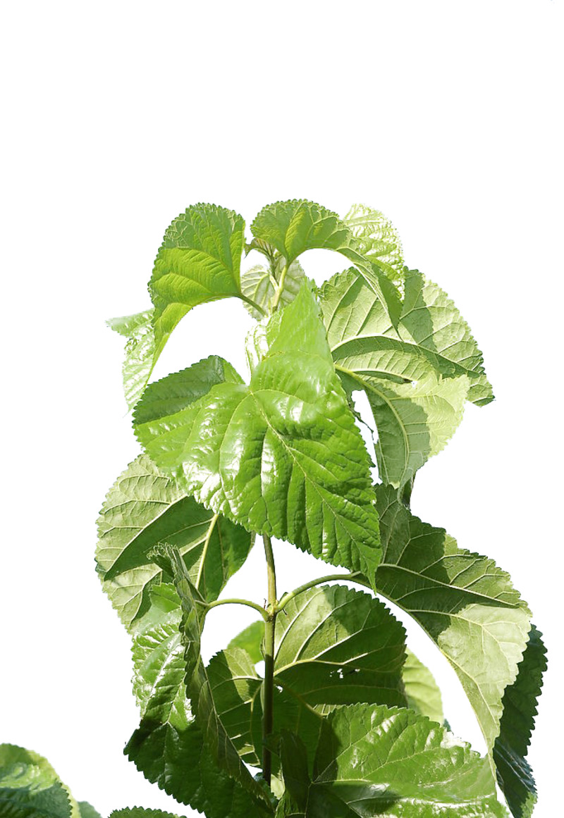 桑叶高清特写PNG透明图片，动植物元素设计素材下载