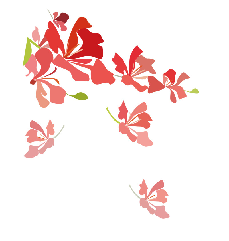 凤凰花高清PNG插画元素，手绘卡通透明图片设计素材下载