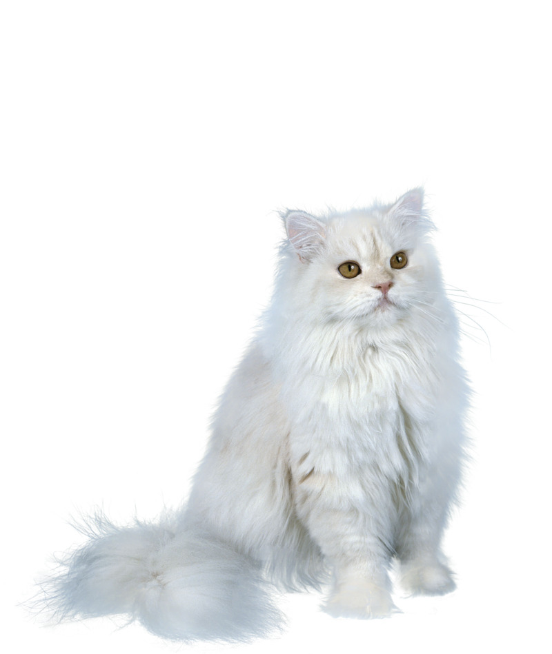 波斯猫高清PNG透明图片素材下载，动植物元素动物设计图
