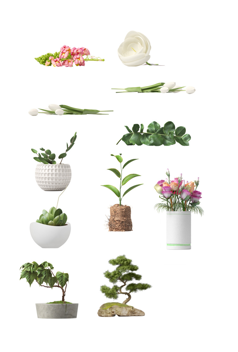高清PNG植被花盆透明图片素材，动植物元素植物设计图下载