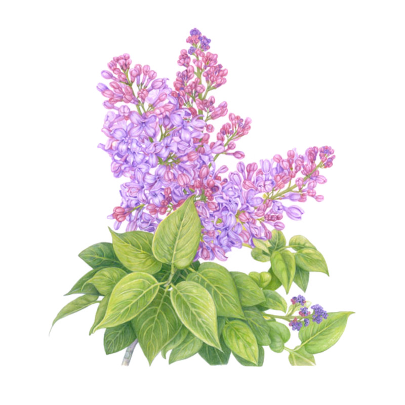 手绘紫丁香花簇高清PNG透明图片素材下载