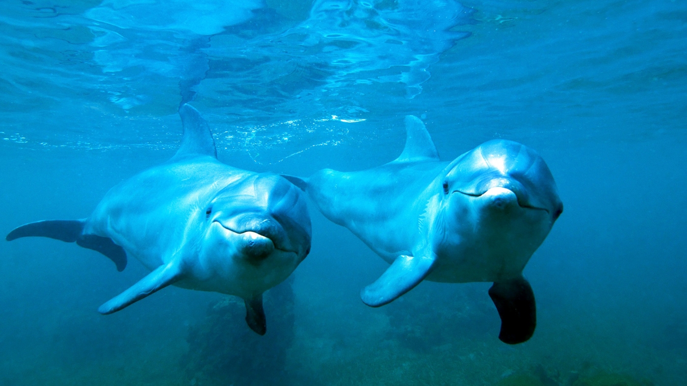 海豚 一对夫妇 海洋精灵 海洋世界 可爱海豚桌面壁纸