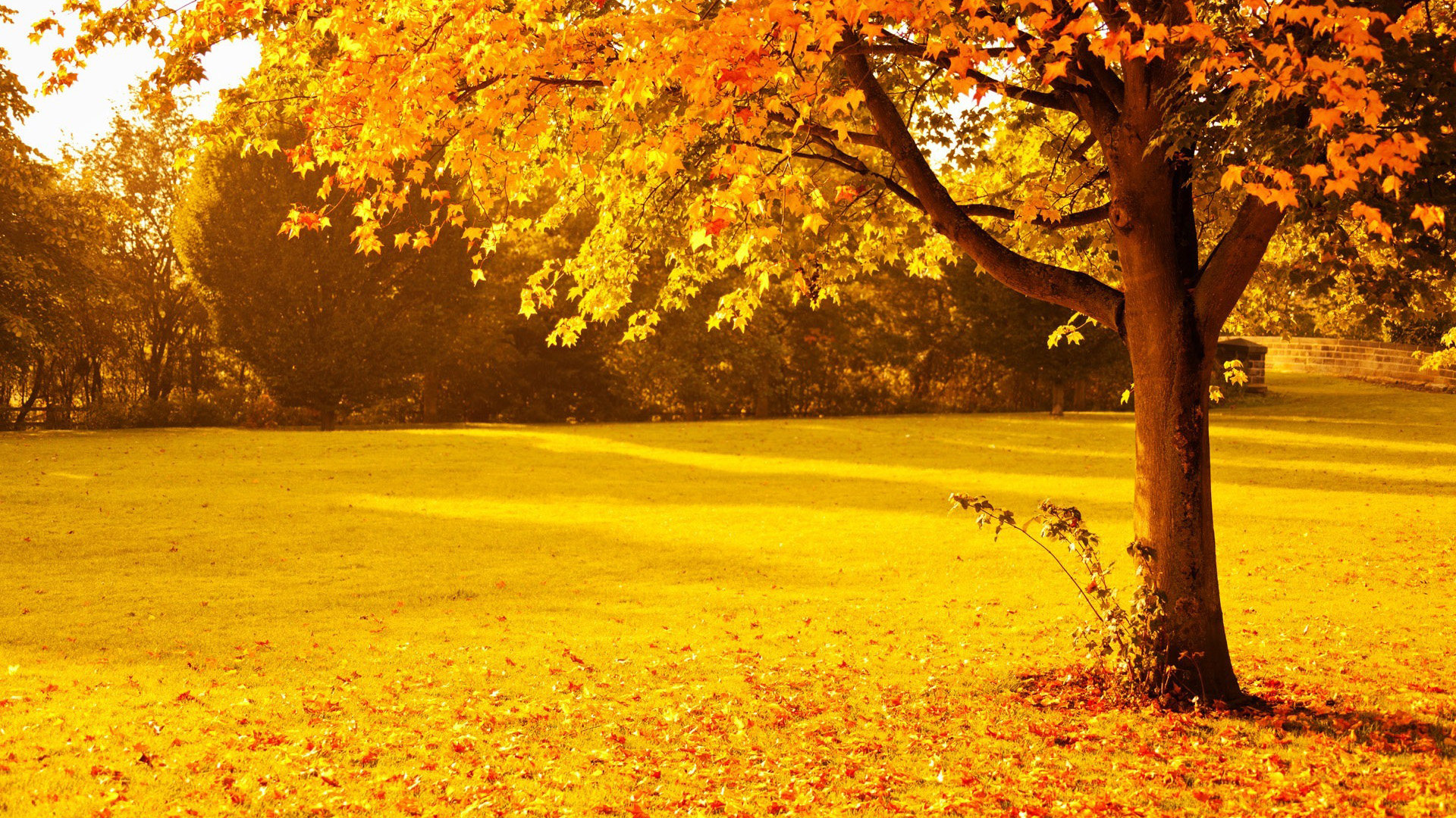 秋天的满地落叶风景桌面壁纸