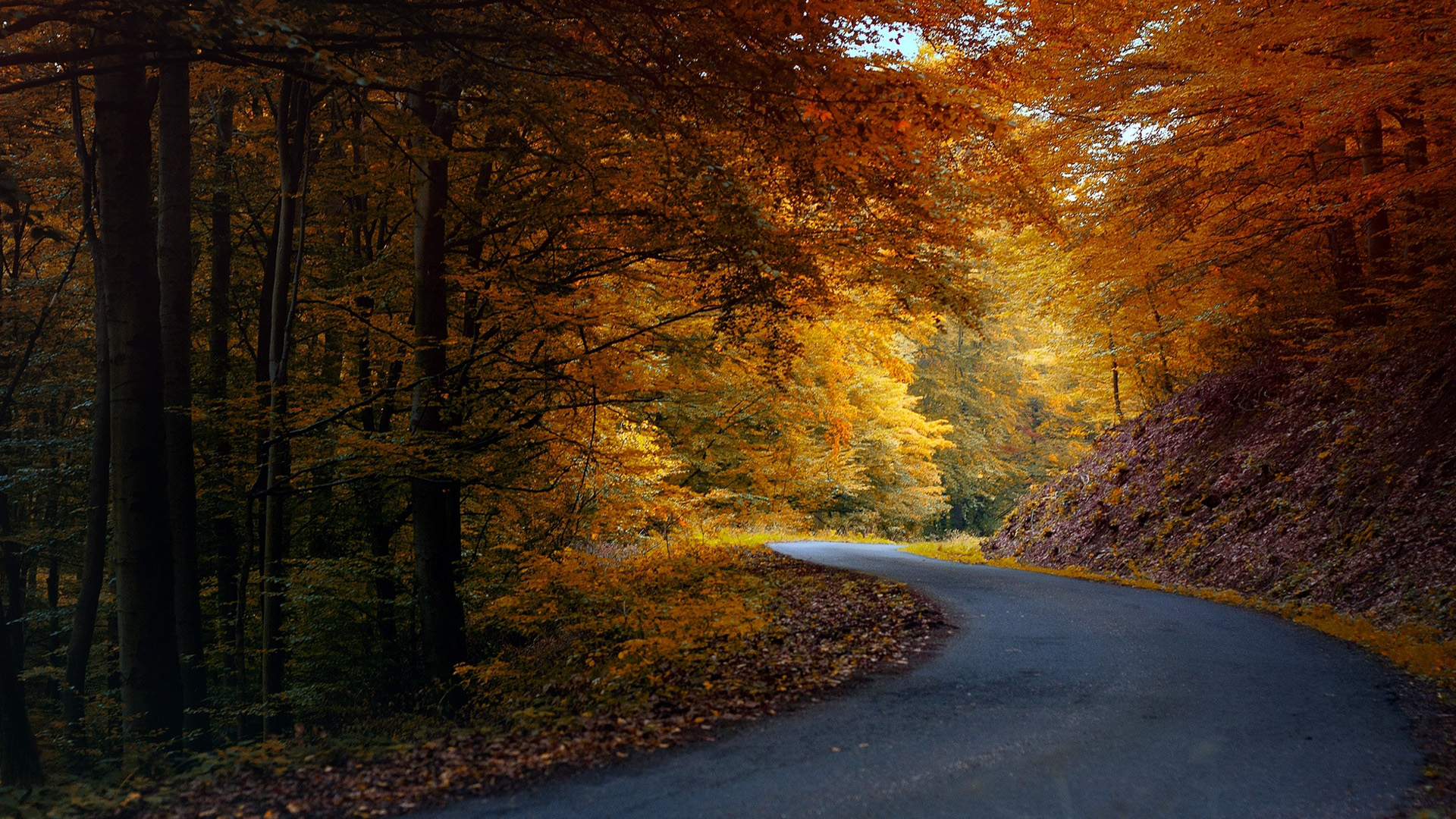 秋天,自然,道路,树林,自然风景桌面壁纸