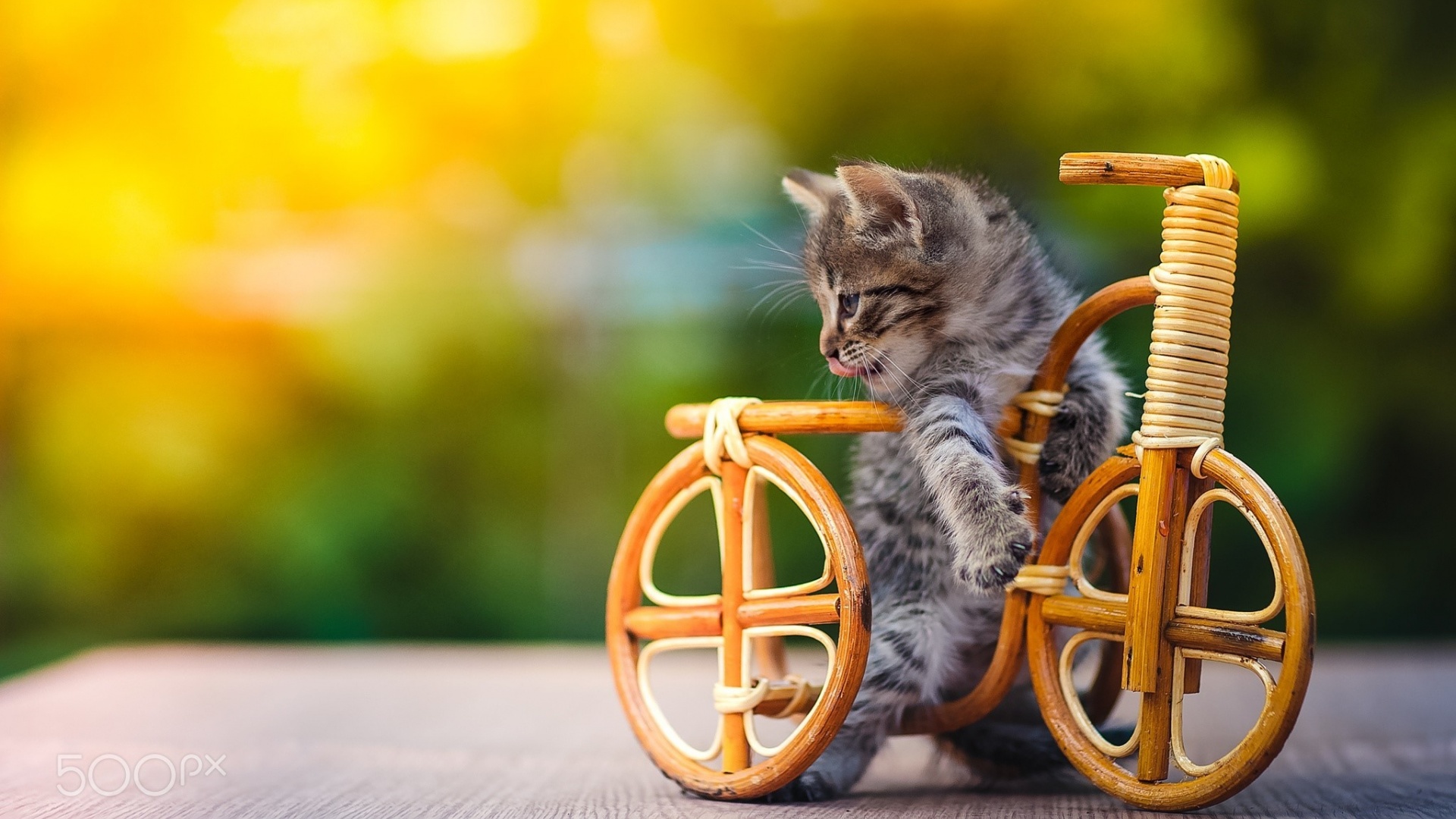 自行车 玩具 小猫桌面壁纸