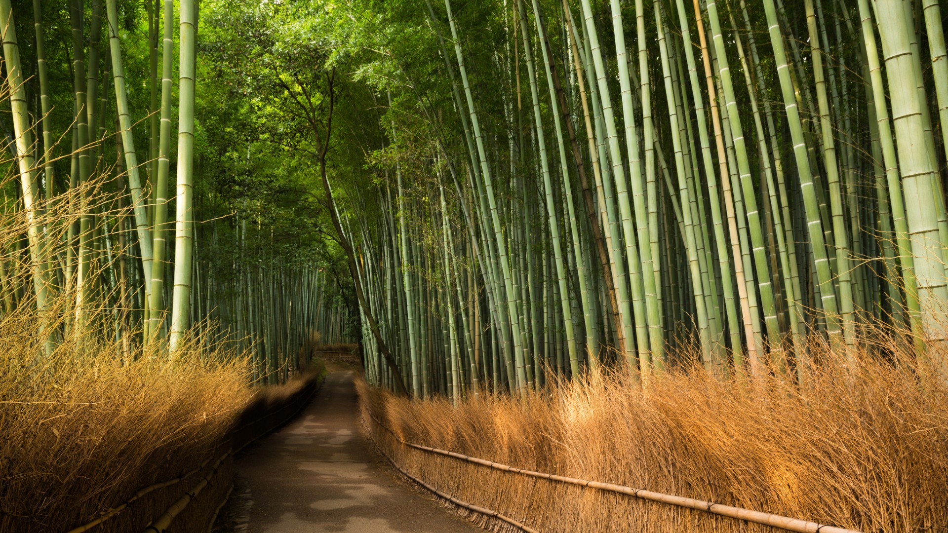 日本京都竹林风景道路自然风景桌面壁纸