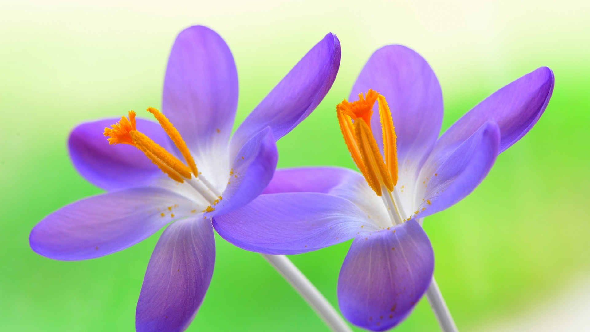花，紫色花朵，自然，花卉特写照片，小清新花壁纸
