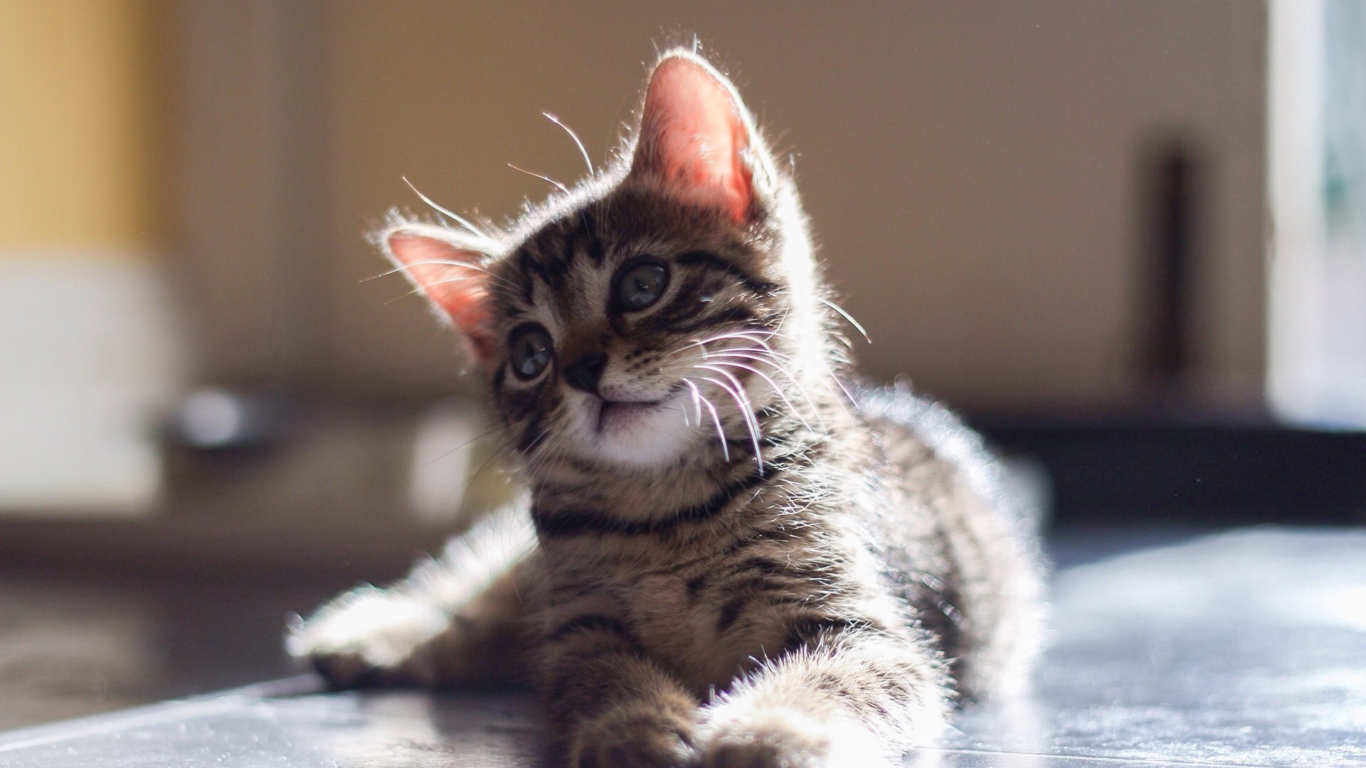 小猫，猫的眼睛，望着，注视，可爱，动物壁纸
