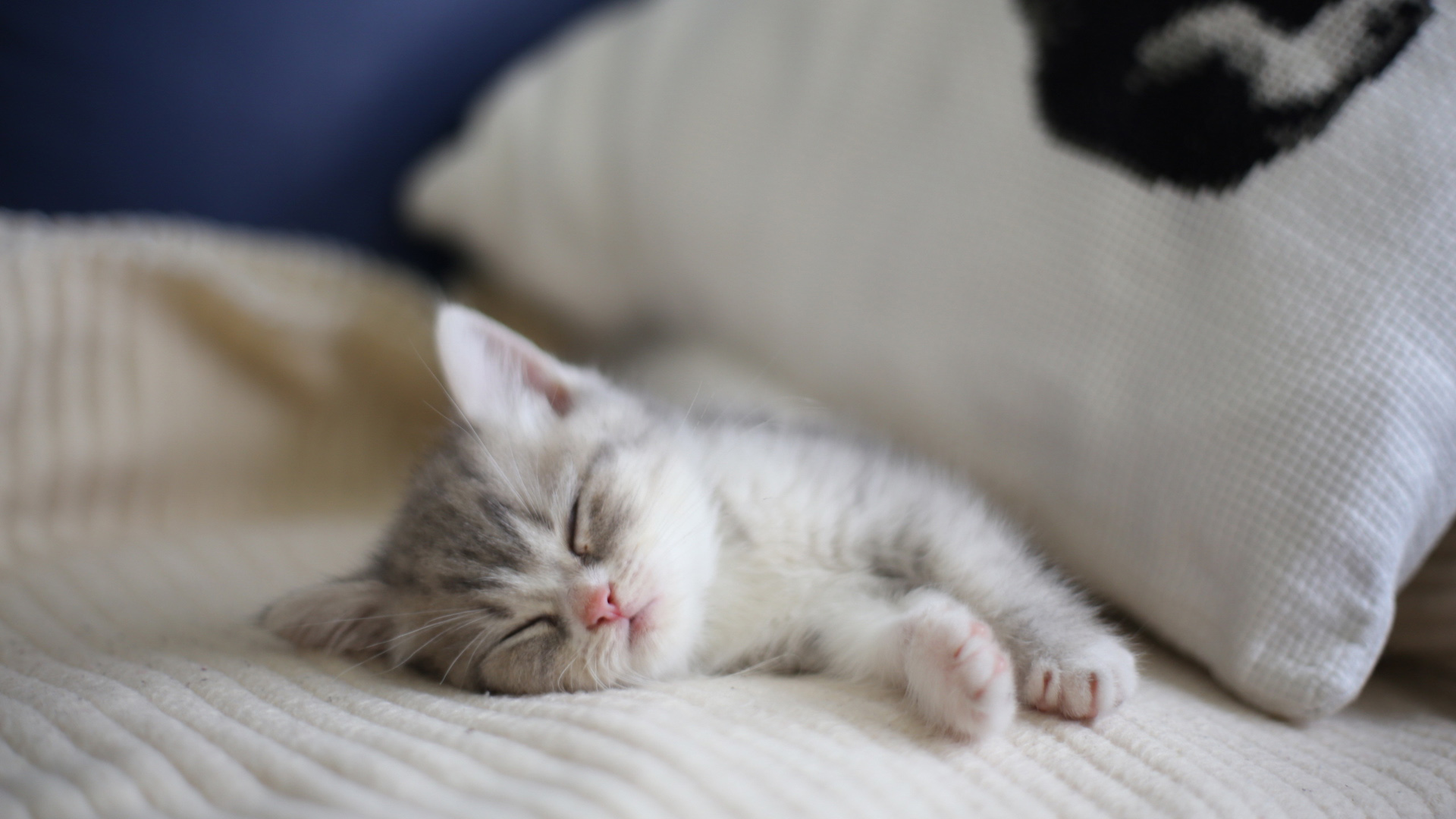 小猫,睡觉,惬意图片,房子,桌面壁纸