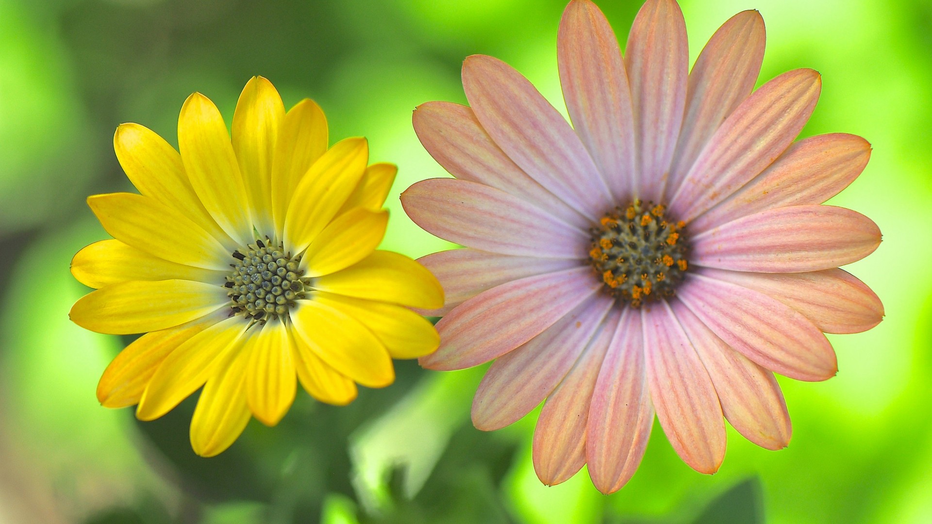 一对小花,黄色和粉色的花瓣,花园,绿色背景,小清新花朵桌面壁纸