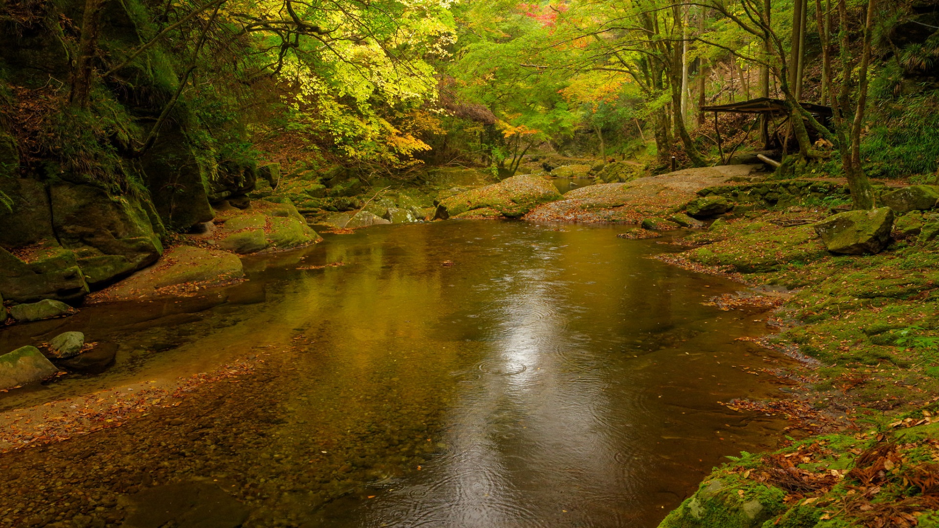 秋天的森林树木小溪风景桌面壁纸