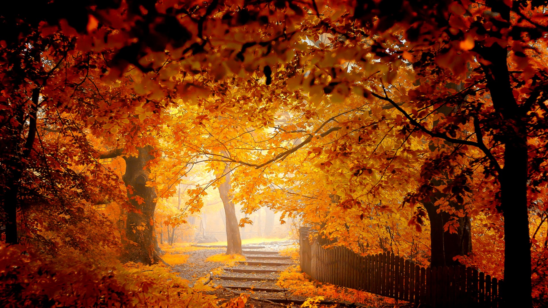 秋天的壁纸，树林，叶子，公园，风景，围栏图片