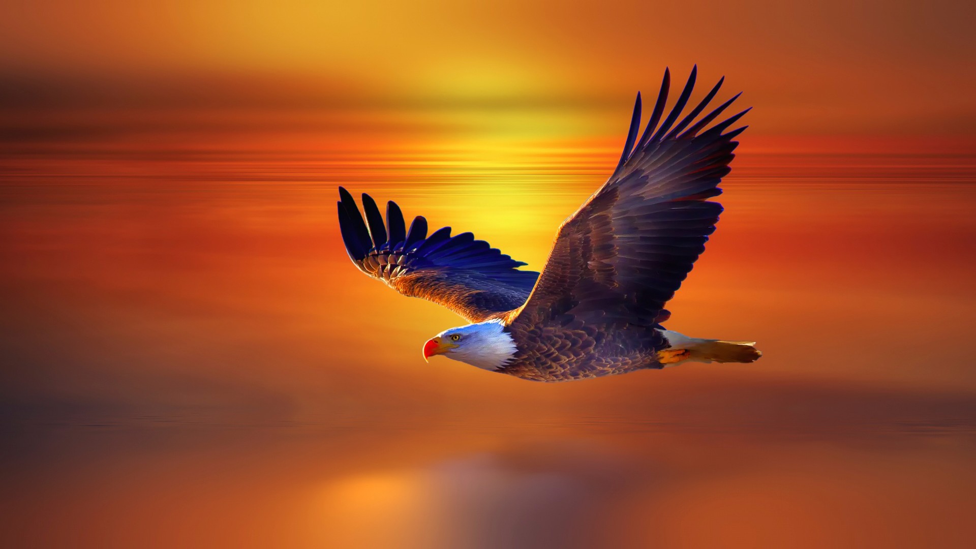 鹰,飞行,日落,动物世界桌面壁纸