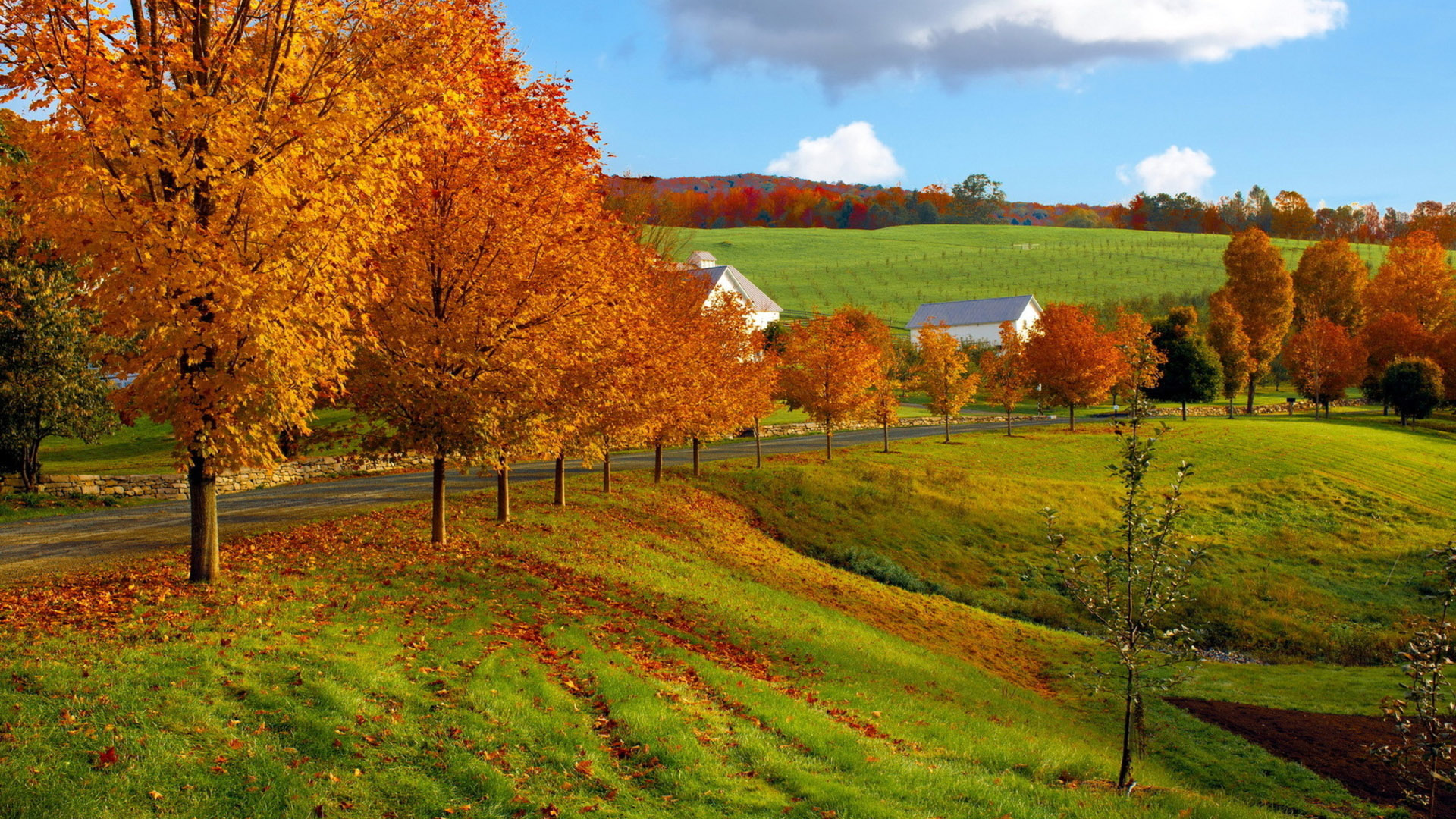 路,牧场,树,秋天,房子风景桌面壁纸