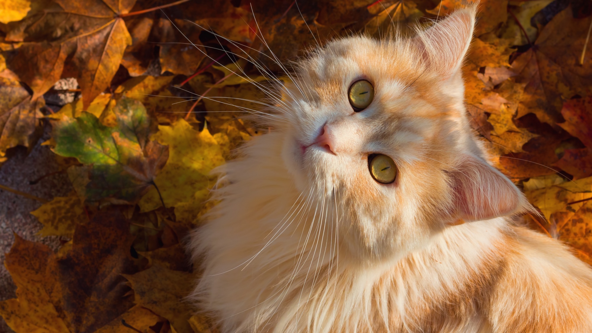 秋天的叶子,小脸儿,小胡子,姜黄色的猫,桌面壁纸