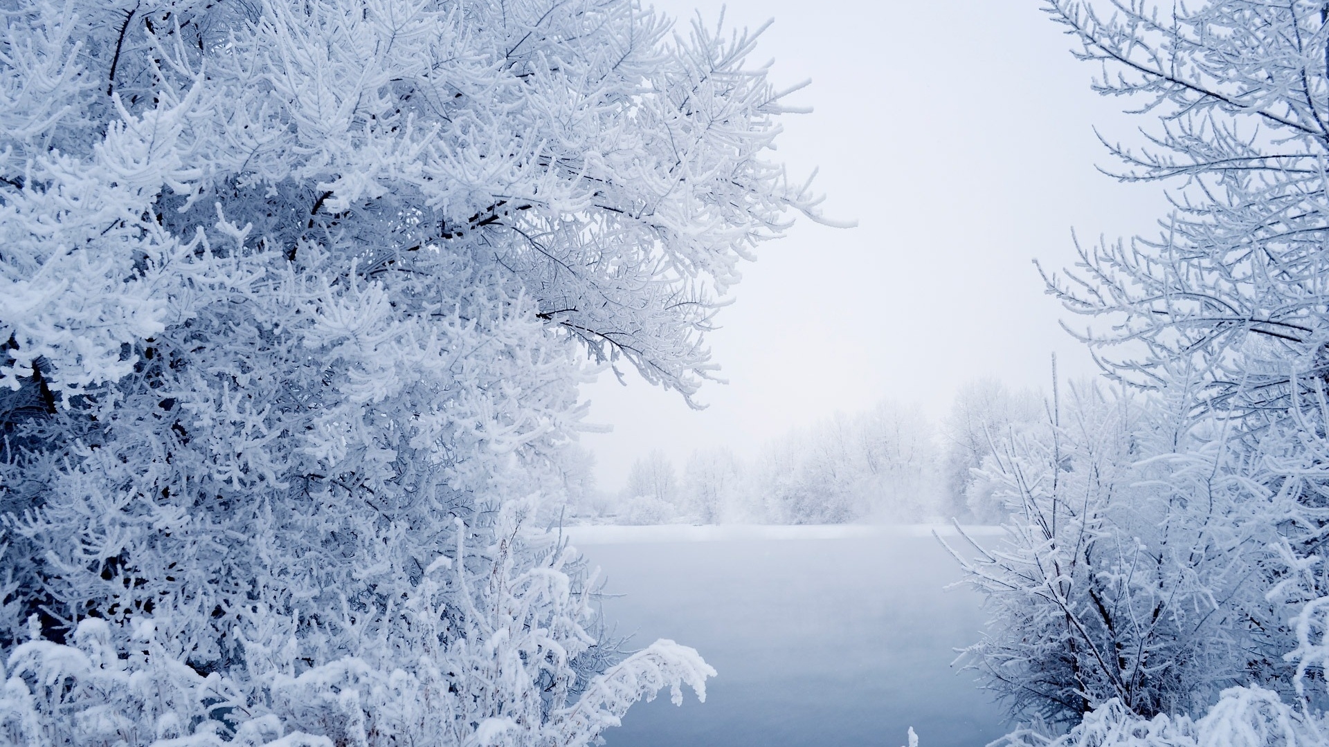 树 雾凇 白茫茫的雪景 冬天景色桌面壁纸